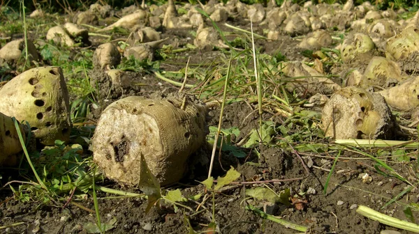 Őszi Szüret Szelektív Fókusz — Stock Fotó