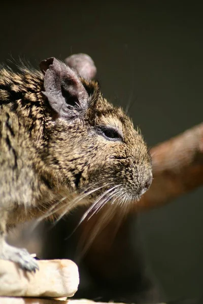 Sidovy Degus — Stockfoto