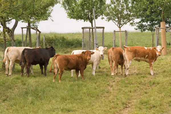 Herd Cattle Domestic Livestock — Stock Photo, Image