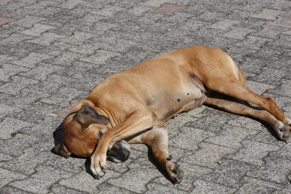 Porträt Eines Süßen Hundes — Stockfoto