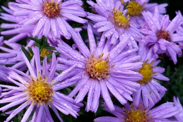 Malebný Pohled Krásné Květiny — Stock fotografie