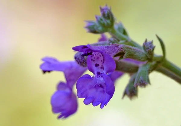 Nepeta Faassenii Egy Igénytelen Bokor Rendkívül Hosszú Virágzási Idővel Kertemben — Stock Fotó