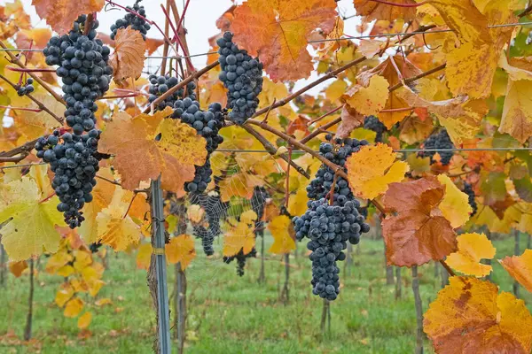 Raisins Bleus Poussant Sur Les Branches Des Arbres — Photo