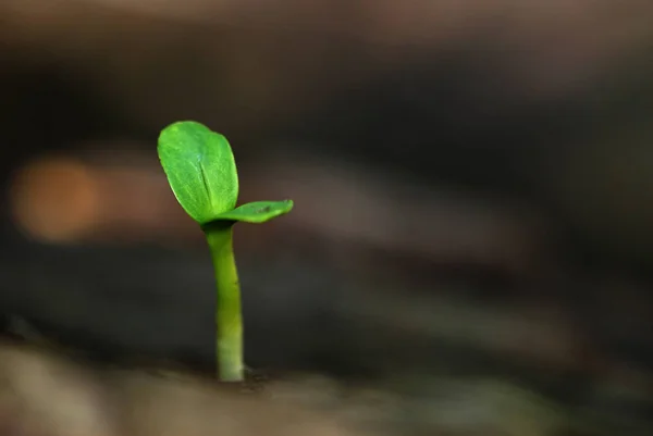 Young Plant Garden — Stock Photo, Image