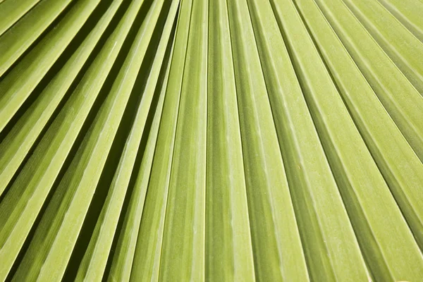 Zelené Tropické Palmové Listy Pozadí — Stock fotografie