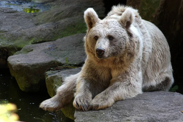 Faunę Niedźwiedzie Brunatne Dzikie Zwierzęta — Zdjęcie stockowe