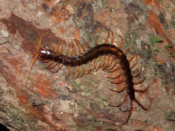 Ein Großer Roter Skorpion Auf Dem Boden — Stockfoto