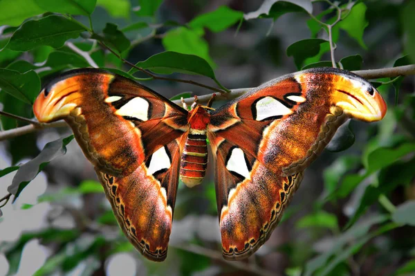 Falena Atlante Una Delle Farfalle Più Grandi Del Mondo Prende — Foto Stock