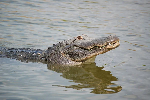 Krokodilalligator Rovdjur — Stockfoto