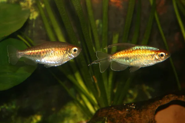 Congosalmler Azul Salmler Pacífico Mas Muito Espaço — Fotografia de Stock