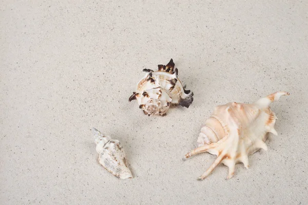海の貝殻海の殻 — ストック写真