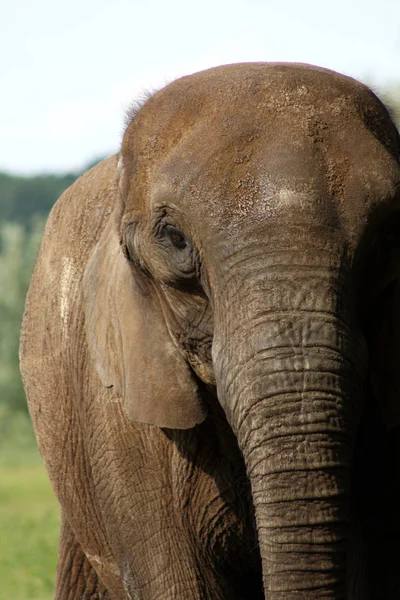 Gran Animal Africano Elefante — Foto de Stock