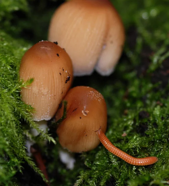 Coltivazione Funghi Nella Foresta Sfondo Naturale — Foto Stock