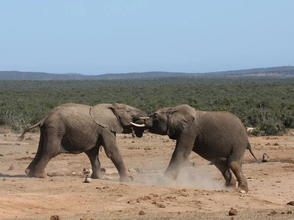 Afrikanisches Säugetier Pflanzenfresser Elefant — Stockfoto
