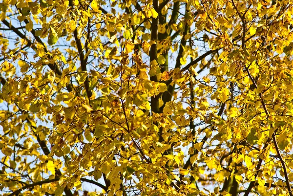 Herbstblätter Herbstzeit Laub — Stockfoto