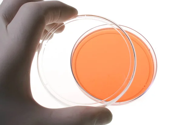 Tıbbi Araştırma Için Petri Kapları — Stok fotoğraf