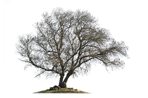 Bladlöst Askträd Isolerat Vitt — Stockfoto