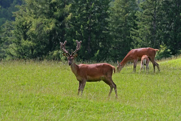 Scena Della Fauna Selvatica Bella Natura — Foto Stock