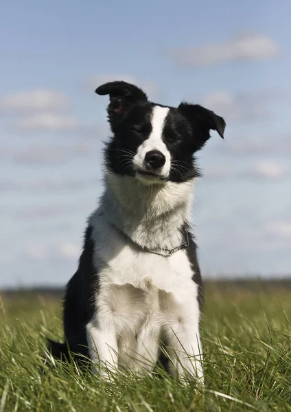 Giovane Confine Collie Cane — Foto Stock