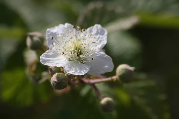 Fiori Bianchi Fiori Ciliegio Giorno Primavera — Foto Stock