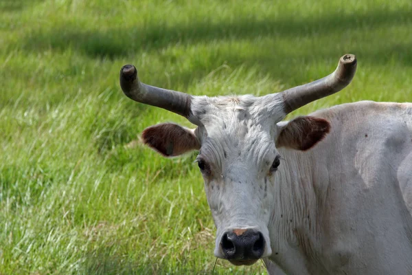 Festői Kilátás Mezőgazdaságra Szelektív Fókusz — Stock Fotó