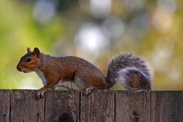 Rotes Eichhörnchen Zaun — Stockfoto