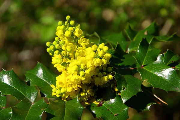 Piękne Botaniczne Ujęcie Naturalna Tapeta — Zdjęcie stockowe