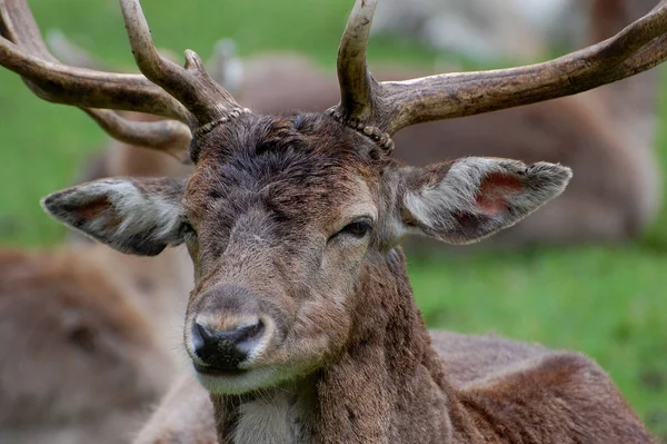 鹿や自然界の哺乳動物 — ストック写真