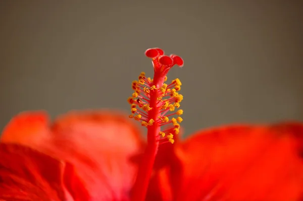 สวยงามของดอกไฮบ นสดใส — ภาพถ่ายสต็อก