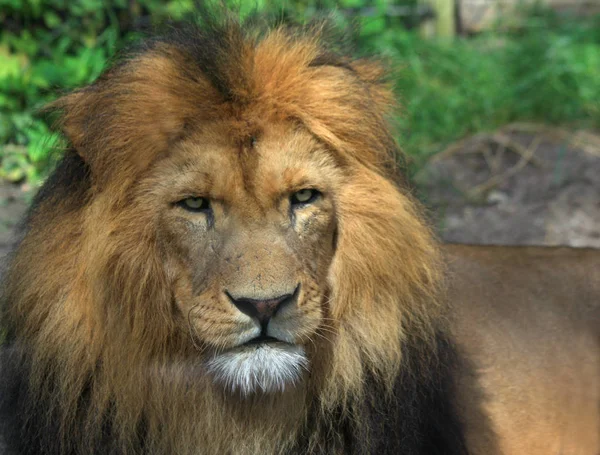 Αρπακτικό Ζώο Λιοντάρι Άγρια Ζωή — Φωτογραφία Αρχείου