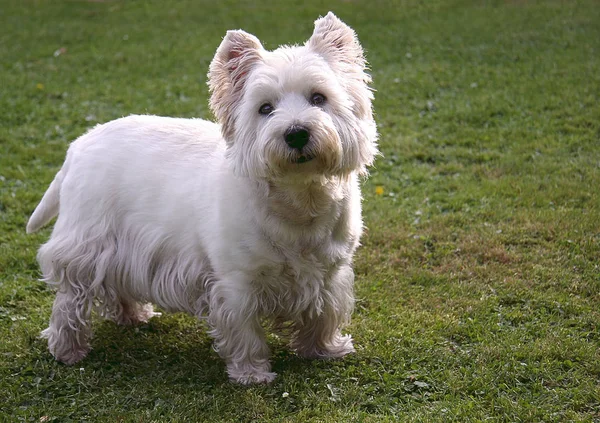 Scenic View Cute Puppy Dog — Stock Photo, Image