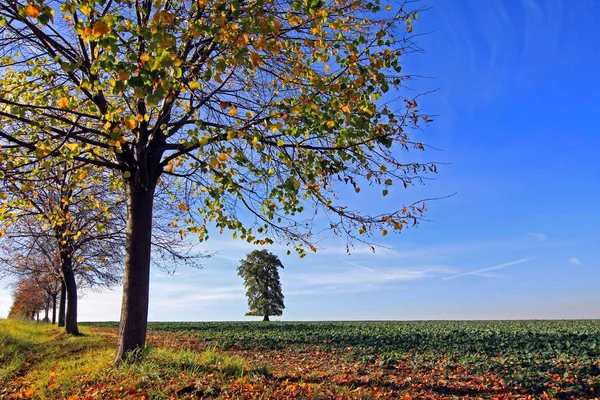 Atmosfera Autumnal Foco Seletivo — Fotografia de Stock