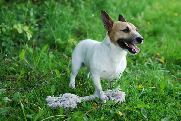 Ritratto Cane Carino — Foto Stock