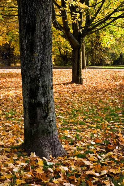 Outono Folhas Parque — Fotografia de Stock
