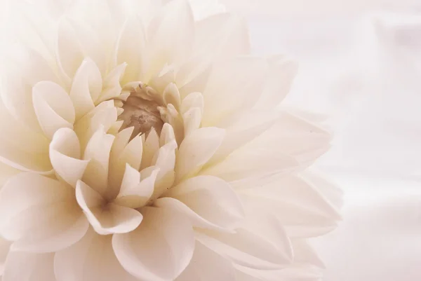 Close Uitzicht Prachtige Bloeiende Dahlia — Stockfoto