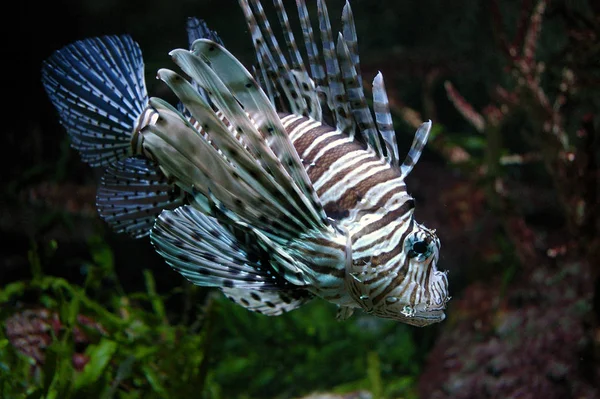 Lionfish Sea Underwater Sea Life — стоковое фото