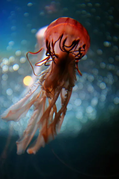 Medusas Mar Submarino Criatura Vida Marina —  Fotos de Stock