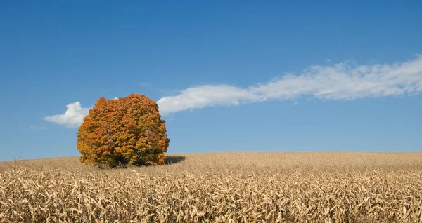 Landbouwgrond Maïsveld Het Platteland — Stockfoto