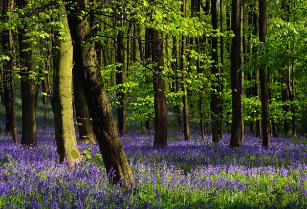 Цветок Scilla Non Scripta Bluebell Лиственном Лесу Редко Германии — стоковое фото
