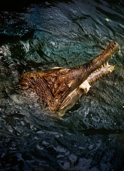 Timsah Hayvan Amfibi Yırtıcı — Stok fotoğraf