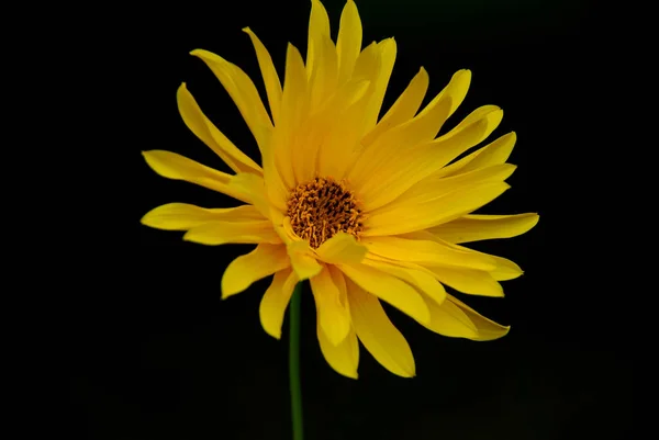 Sunflower Close View — Stock Photo, Image