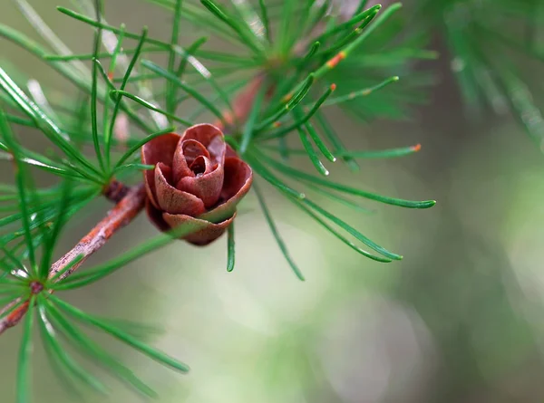 Çam Kozalağı Ağaç Konisi Flora — Stok fotoğraf