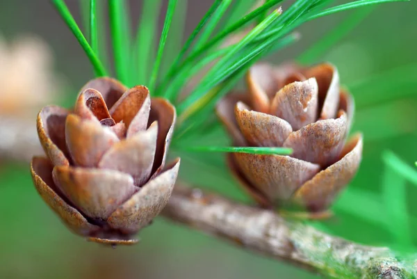 Cones Pinho Árvore Flora — Fotografia de Stock