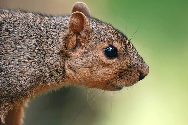 Söta Ekorre Djur Rolig Gnagare — Stockfoto