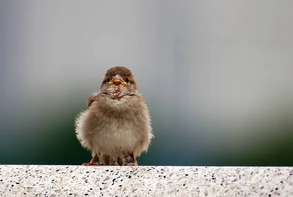 Szenischer Blick Auf Niedlichen Sperling Vogel — Stockfoto