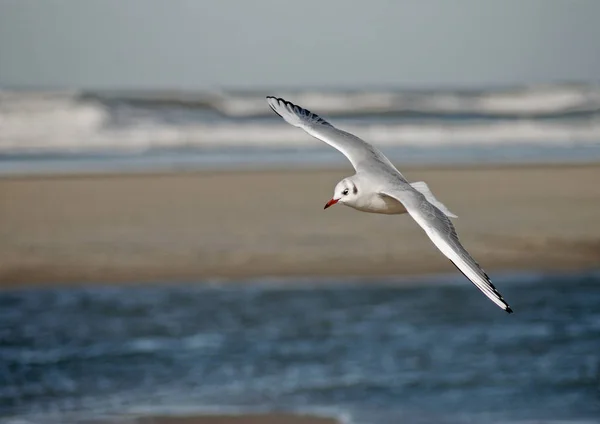 Vista Panorámica Hermoso Pájaro Lindo Gaviota — Foto de Stock