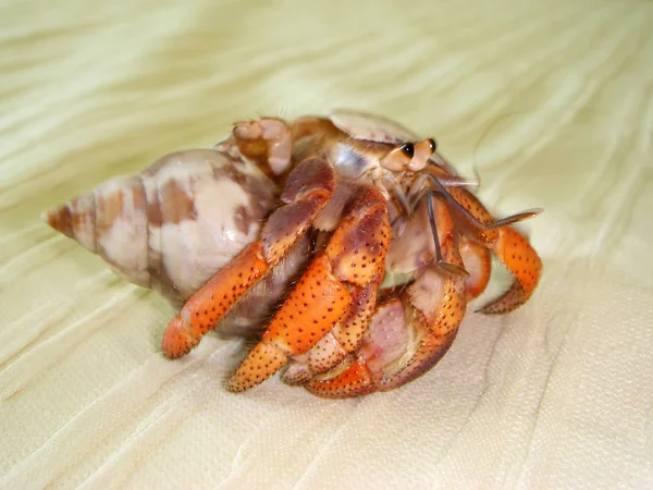 Čerstvé Krevety Dřevěném Stole — Stock fotografie