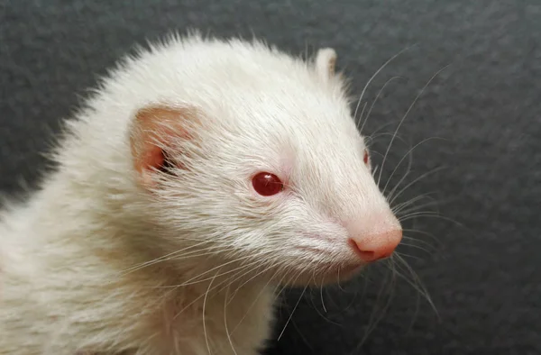 Furet Adorable Rongeur — Photo