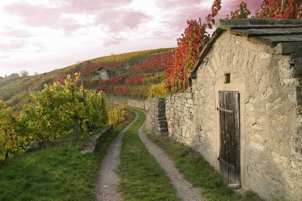 Agriculture Autumn Vineyards Cultivation Wine Floral Leaves — Stock Photo, Image