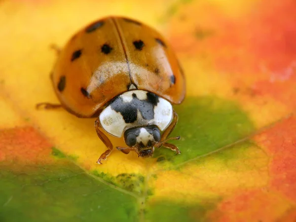 Asian Ladybug Maple Leaf — Stock Photo, Image